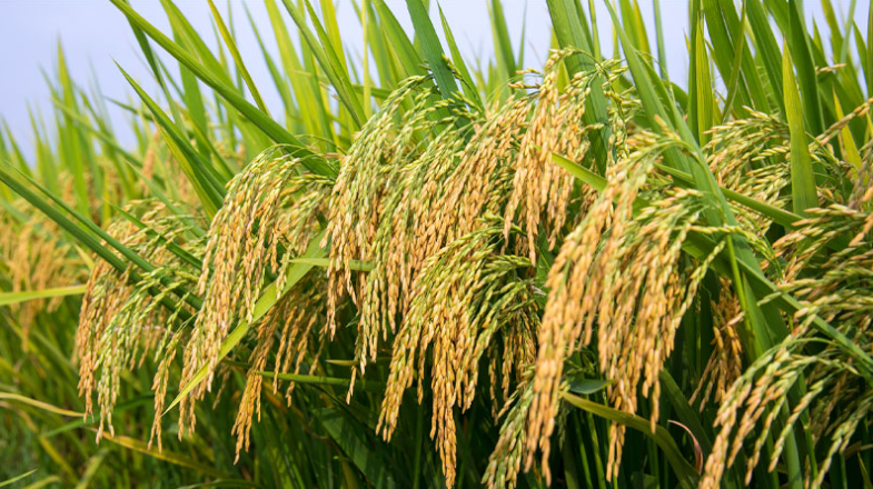 Giá lúa gạo hôm nay 6/7/2022: Giá lúa IR504 giảm 50 đồng/kg