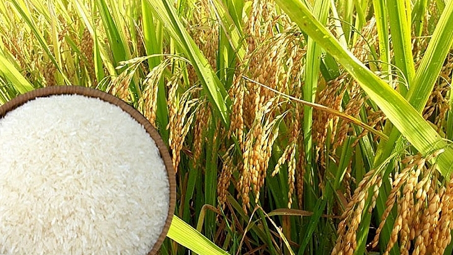 Giá lúa gạo hôm nay 8/7/2022: Giá lúa tươi tăng 50 đồng/kg