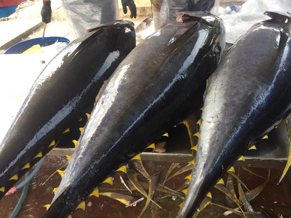 Xuất khẩu cá ngừ sang Chile tăng mạnh