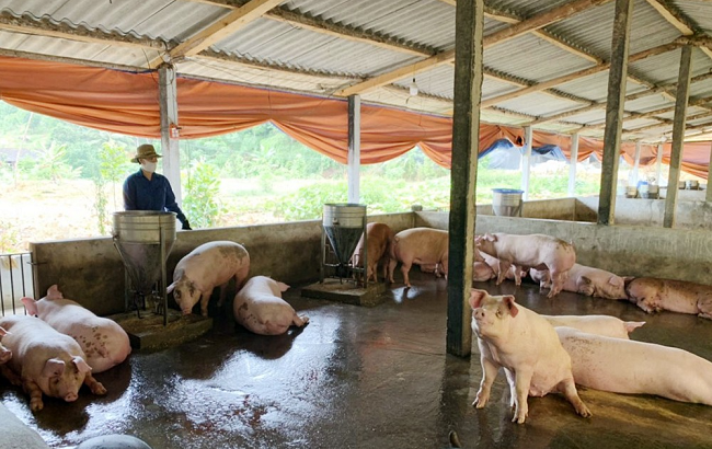 Giá lợn hơi hôm nay 9/7/2022: Tăng mạnh trên diện rộng