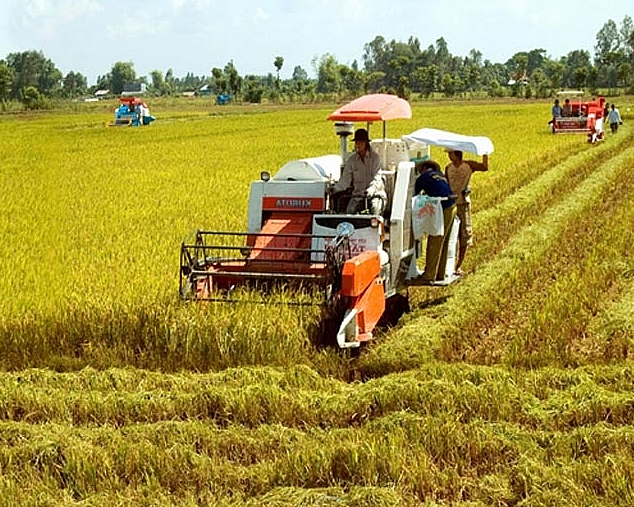 Giá lúa gạo hôm nay 11/7/2022: Giá lúa giảm 200 đồng/kg tại Sóc Trăng