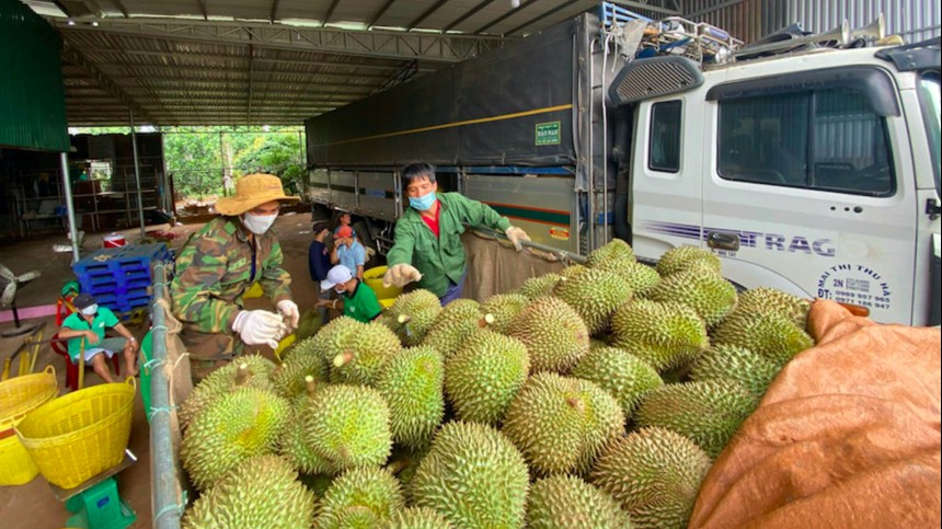 Xuất khẩu sầu riêng chính ngạch sang thị trường Trung Quốc