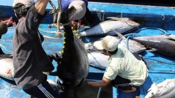Xuất khẩu cá ngừ tăng 56%