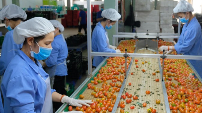 Xuất khẩu rau quả giảm mạnh do chính sách “Zero COVID”