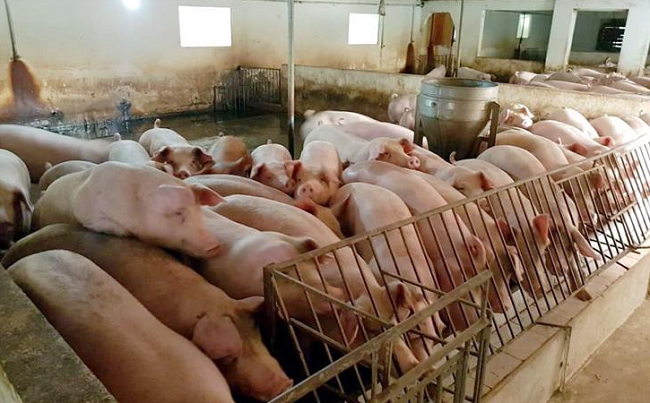 Giá lợn hơi hôm nay 16/7/2022: Tăng mạnh toàn thị trường