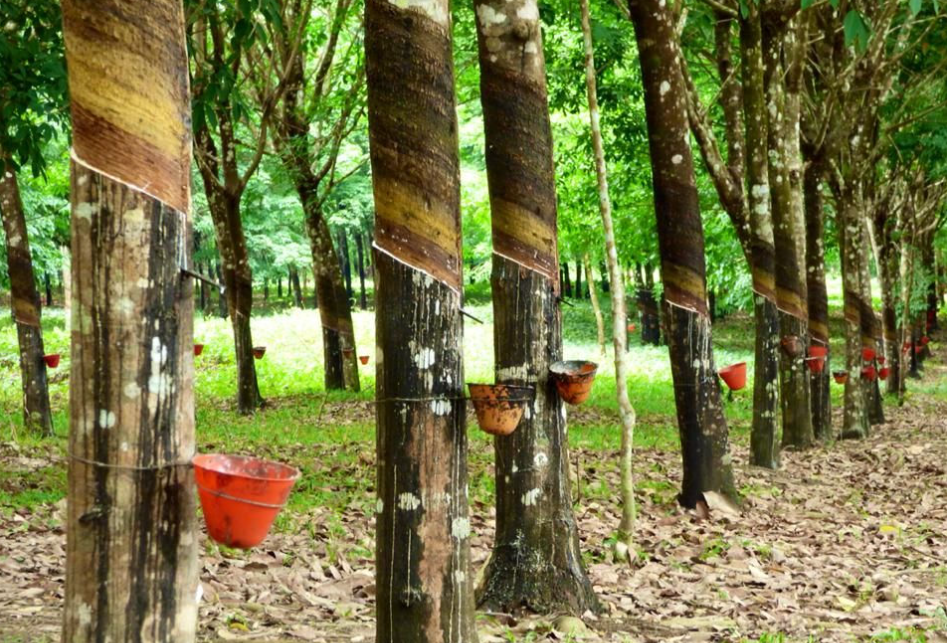 Giá cao su hôm nay nay 19/7/2022: Tăng mạnh toàn thị trường châu Á