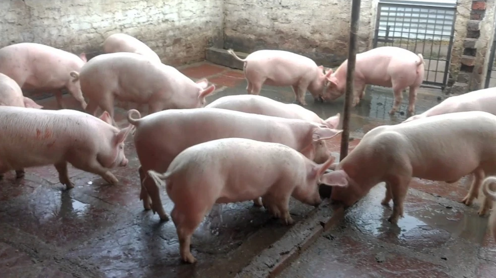 Giá lợn hơi hôm nay 20/7/2022: Tăng nhẹ tại hai miền Trung - Nam