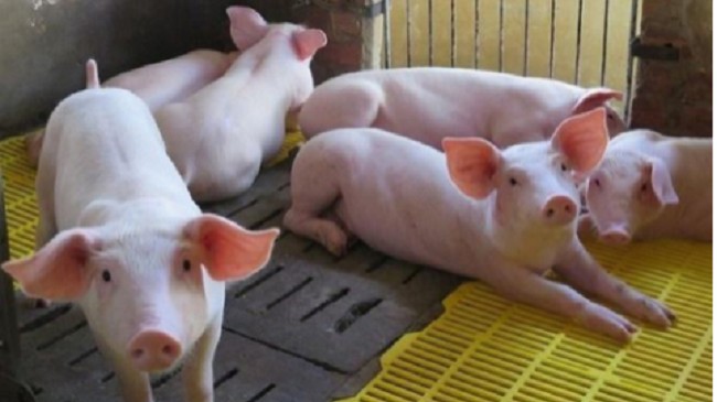 Giá lợn hơi hôm nay 22/7/2022: Biến động trái chiều tại ba miền