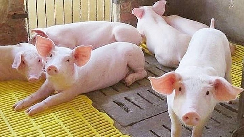 Bảo đảm nguồn cung để bình ổn giá thịt lợn