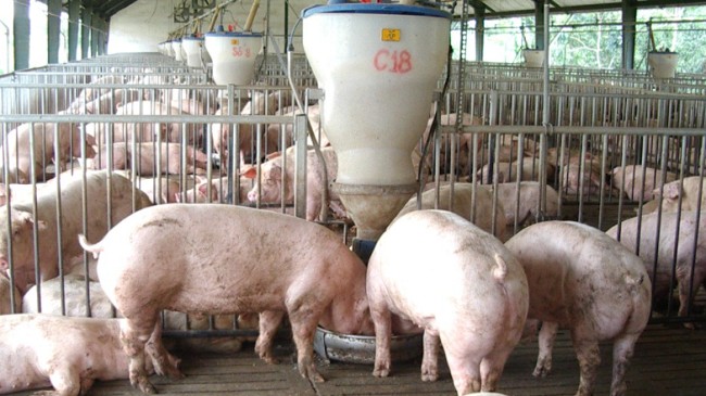 Giá lợn hơi hôm nay 23/7/2022: Biến động trái chiều tại hai miền Bắc – Nam