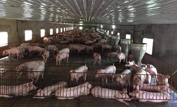 Giá lợn hơi hôm nay 24/7/2022: Điều chỉnh tăng tại hai miền Trung - Nam