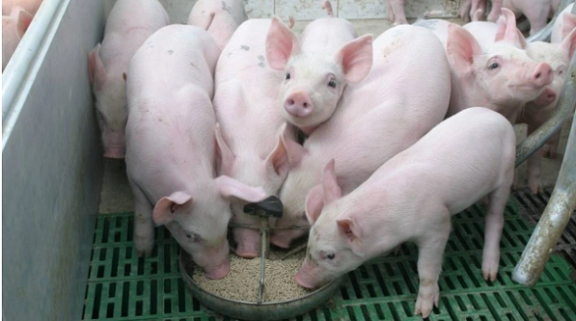 Giá lợn hơi hôm nay 26/7/2022: Quay đầu giảm tại ba miền