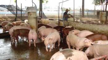 Giá lợn hơi hôm nay 31/7/2022: Tiếp tục điều chỉnh giảm