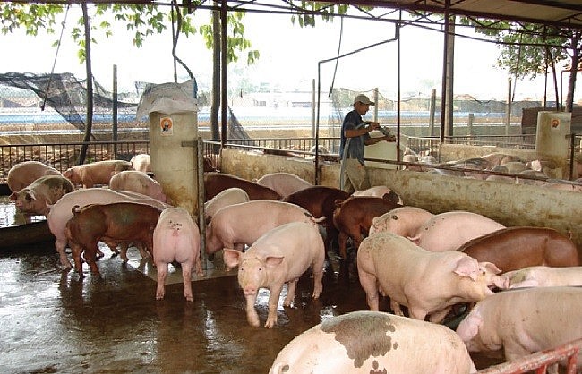 Giá lợn hơi hôm nay 31/7/2022: Tiếp tục điều chỉnh giảm