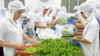 Xuất khẩu rau quả giảm 17,1%