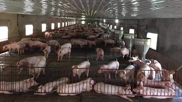 Giá lợn hơi hôm nay 6/8/2022: Biến động trái chiều