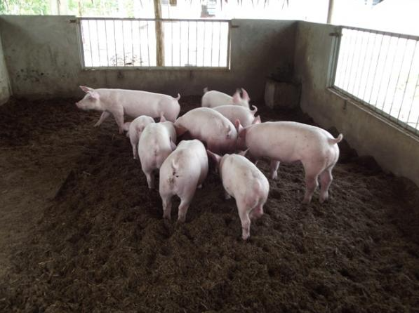 Giá lợn hơi hôm nay 8/8/2022: Giảm nhẹ tại một số địa phương
