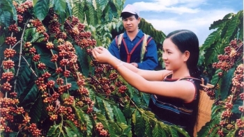 Xuất khẩu cà phê gặp nhiều khó khăn do xung đột Nga và Ukraine