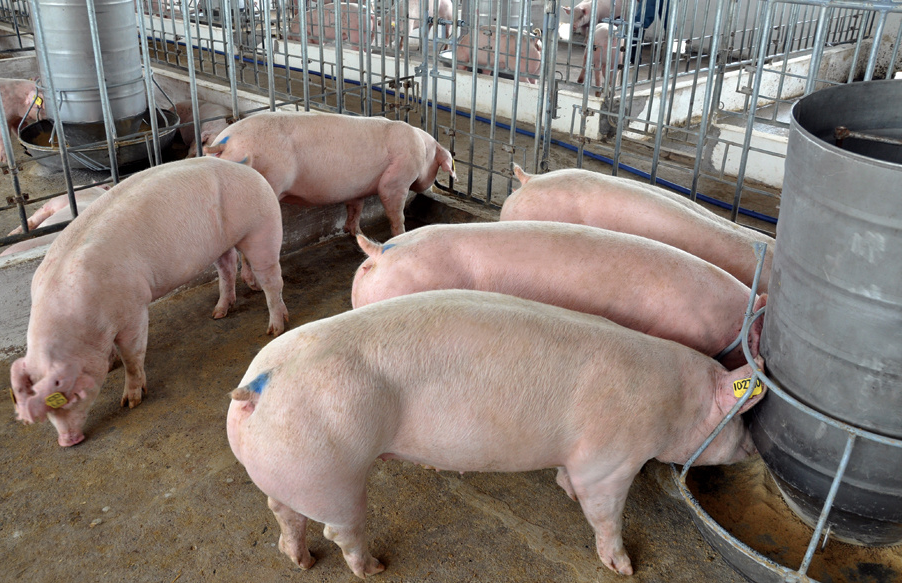 Giá lợn hơi hôm nay 10/8/2022: Tăng giảm trái chiều tại nhiều tỉnh thành