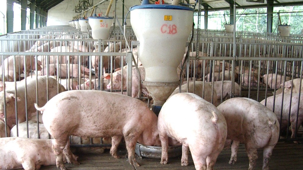 Giá lợn hơi hôm nay 12/8/2022: Tăng giảm trái chiều tại một số tỉnh thành