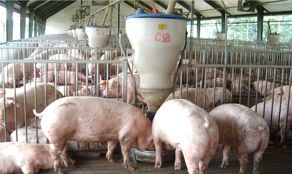 Giá lợn hơi hôm nay 12/8/2022: Tăng giảm trái chiều tại một số tỉnh thành