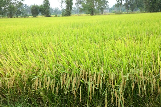 Giá lúa gạo hôm nay 12/8/2022: Giá lúa tăng 50 – 100 đồng/kg