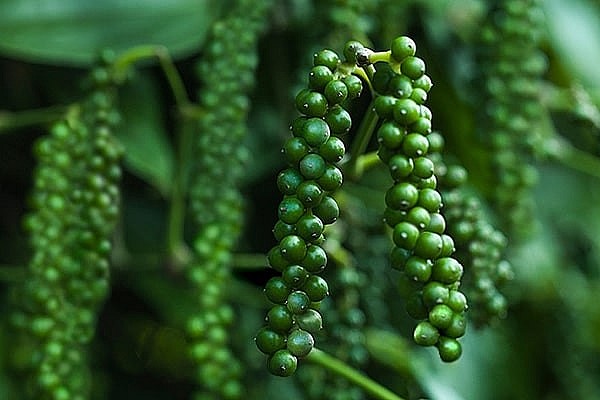 Giá hồ tiêu hôm nay 14/8/2022: Giảm 1.000 - 1.500 đồng/kg trong tuần