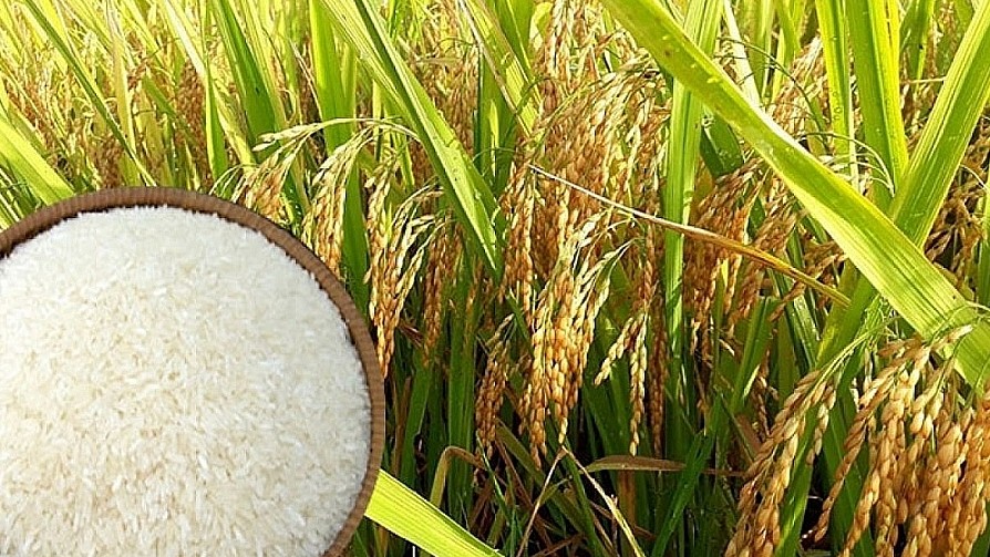 Giá lúa gạo hôm nay 20/8/2022: Thị trường lúa trầm lắng