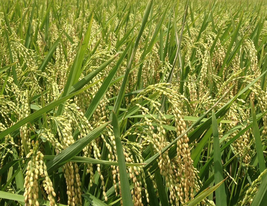 Giá lúa gạo hôm nay 23/8/2022: Giá lúa nếp tăng 200 đồng/kg
