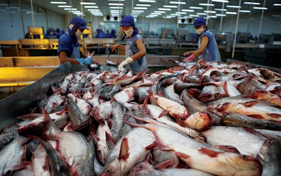 Dư địa rộng lớn cho cá tra Việt Nam tại thị trường CPTPP