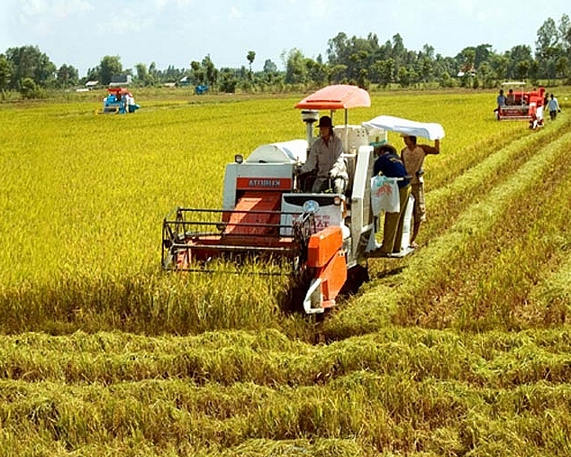 Giá lúa gạo hôm nay 7/9/2022: Giá lúa tiếp tục giảm 100 - 200 đồng/kg