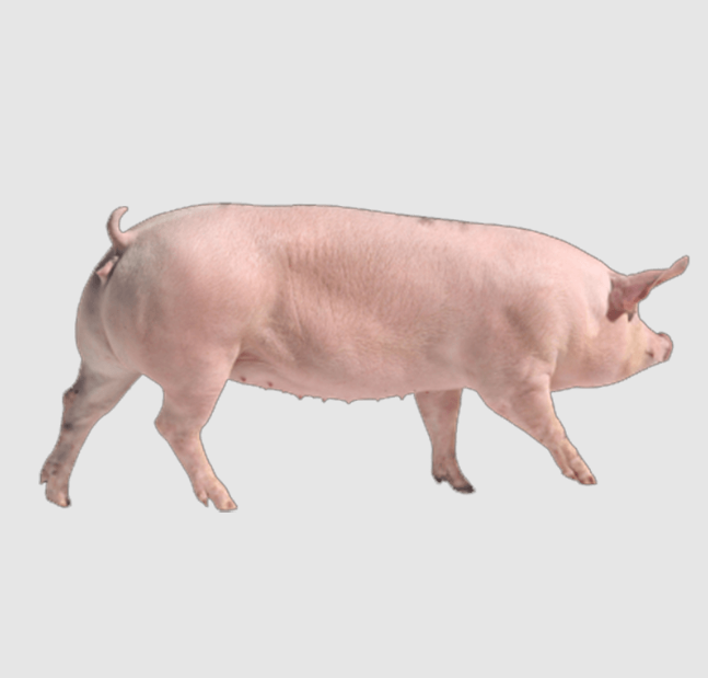 Giá lợn hơi hôm nay 15/9/2022: Điều chỉnh tăng nhẹ tại miền Nam