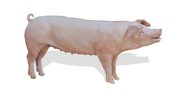 Giá lợn hơi hôm nay 19/9/2022: Giảm nhẹ trong ngày đầu tuần
