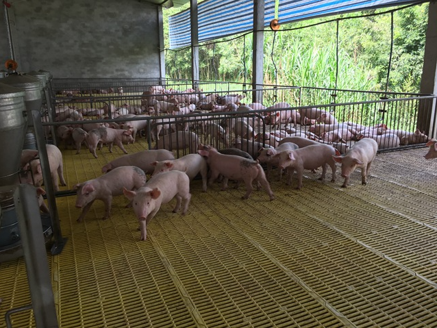 Giá lợn hơi hôm nay 22/9/2022: Tiếp tục điều chỉnh giảm toàn thị trường