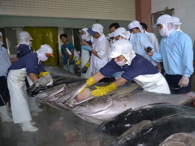 Xuất khẩu cá ngừ tăng với tốc độ “phi mã”