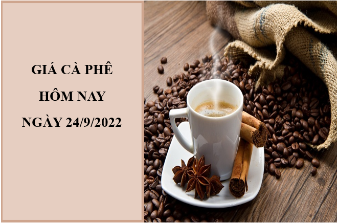 Giá cà phê hôm nay 23/9/2022: Quay đầu giảm nhẹ 100 đồng/kg