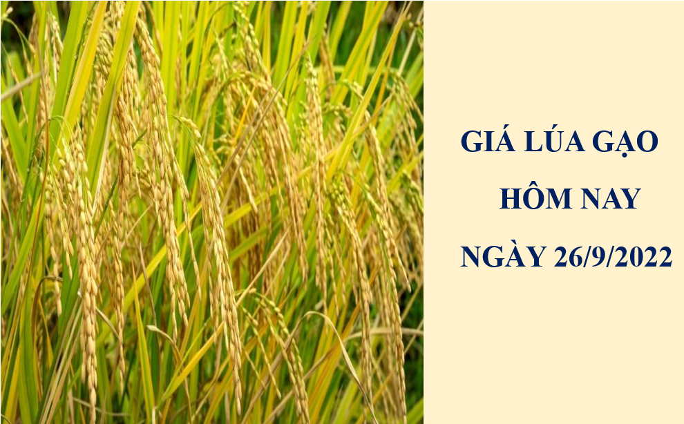 Giá lúa gạo hôm nay 26/9/2022: Thị trường sôi động phiên đầu tuần