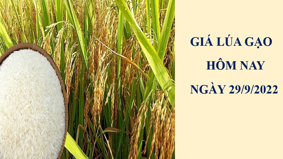 Giá lúa gạo hôm nay 30/9/2022: Không có biến động mới