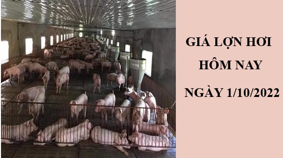 Giá lợn hơi hôm nay 1/10/2022: Điều chỉnh tăng tại hai miền Bắc - Trung