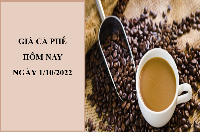 Giá cà phê hôm nay 2/10/2022: Tiếp tục điều chỉnh giảm nhẹ