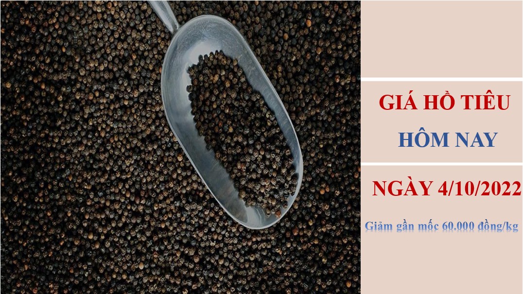 Giá hồ tiêu hôm nay 3/10/2022: Giảm gần mốc 60.000 đồng/kg