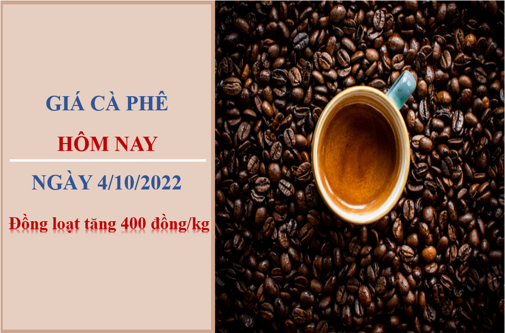 Giá cà phê hôm nay 4/10/2022: Đồng loạt tăng 400 đồng/kg
