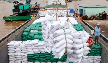 Giá gạo xuất khẩu tăng mạnh, gạo 100% tấm khan hàng