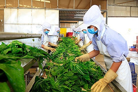 trị giá xuất khẩu rau quả của Việt Nam trong tháng 9/2022 đạt 250 triệu USD