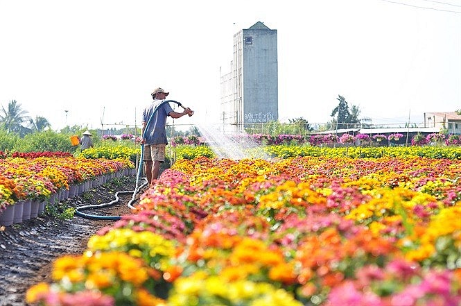 người trồng hoa ở H.Thống Nhất cầu mong mưa thuận gió hòa để cây hoa phát triển tốt