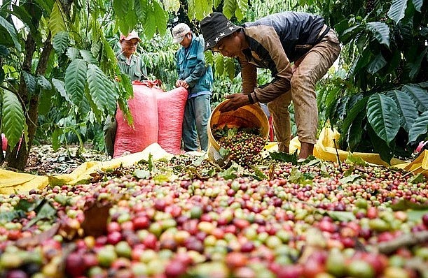 Nhiều địa phương tại Việt Nam đang bước vào vụ thu hoạch cà phê.