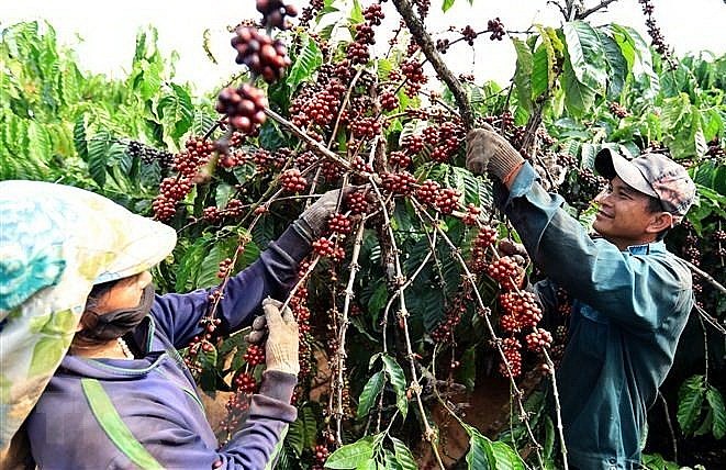 Việt Nam đang bước vào vụ thu hoạch cà phê.