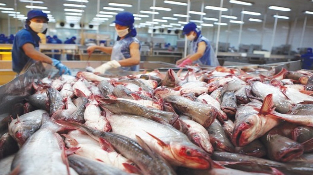 Xuất khẩu cá tra năm 2022 dự kiến đạt kỷ lục 2,5 tỷ USD