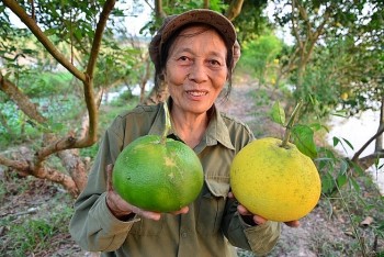 Về nơi còn sót lại giống cam cổ cực hiếm trái to như trái bưởi