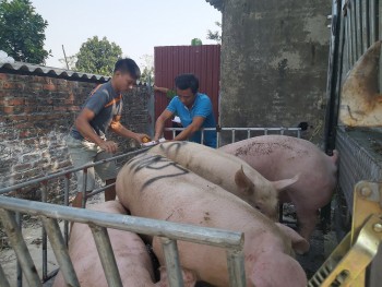 Giá heo hôm nay giảm mạnh, rào cản nào đang níu giá heo, mốc 70.000 đồng/kg có xa vời?